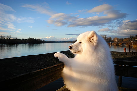 Fluss, Hund, Samojede, HD-Hintergrundbild HD wallpaper