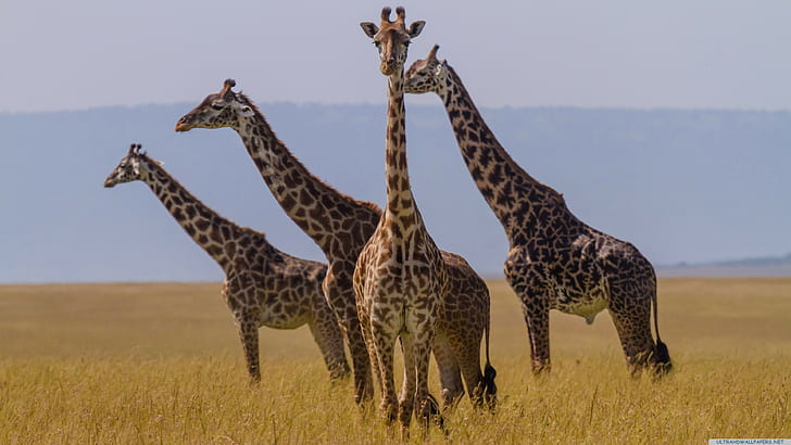 Жирафы, Стадо, Животное, длинная, 4k рис., HD обои