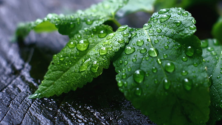 grünblättrige Pflanze, Blatt, Tropfen, Tau, HD-Hintergrundbild