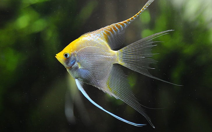 yellow angelfish, fish, swim, underwater, beautiful, HD wallpaper