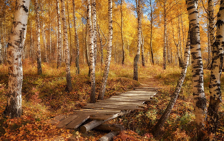 коричневые лиственные деревья, осень, лес, листья, мост, природа, фото, береза, HD обои