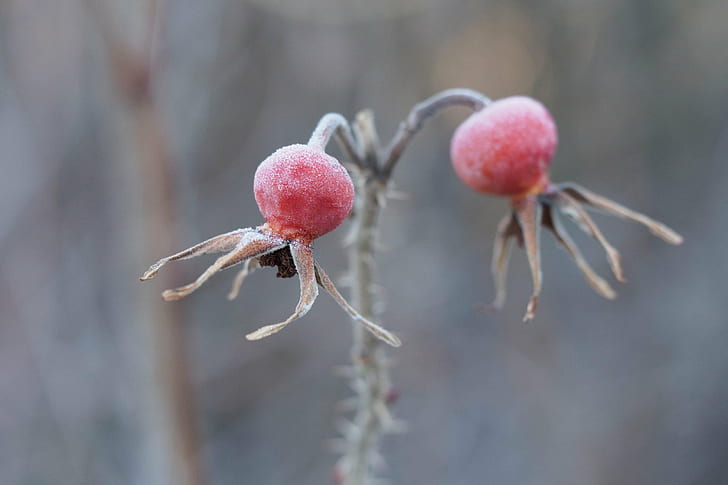 close-up photo of red flowers, rosehip, close-up, photo, red, flowers, wild  rose, frozen, harz, clausthal, buntenbock, winter, eis, ice, frost, hoarfrost, nature, branch, plant, fruit, HD wallpaper