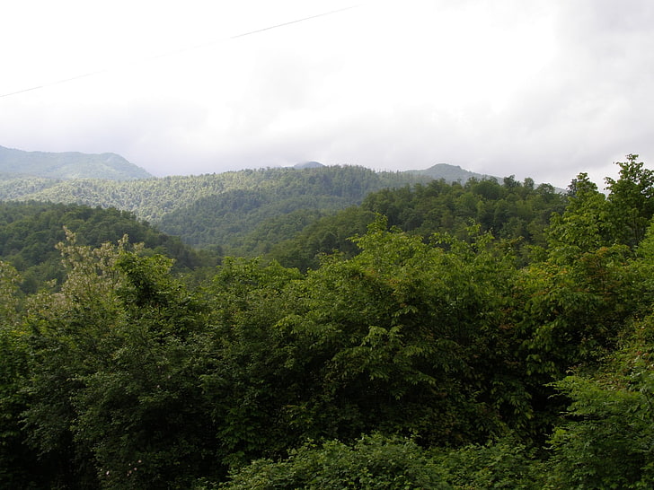 grünblättrige Bäume, Natur, Wald, HD-Hintergrundbild