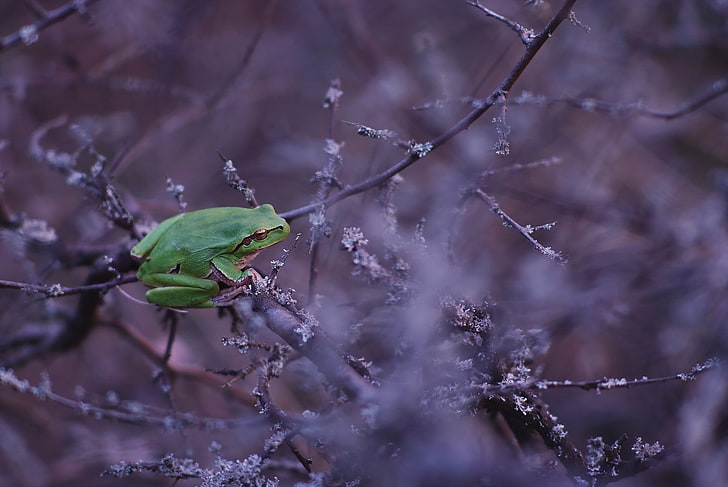 Tiere, Frosch, Zweige, Amphibien, HD-Hintergrundbild