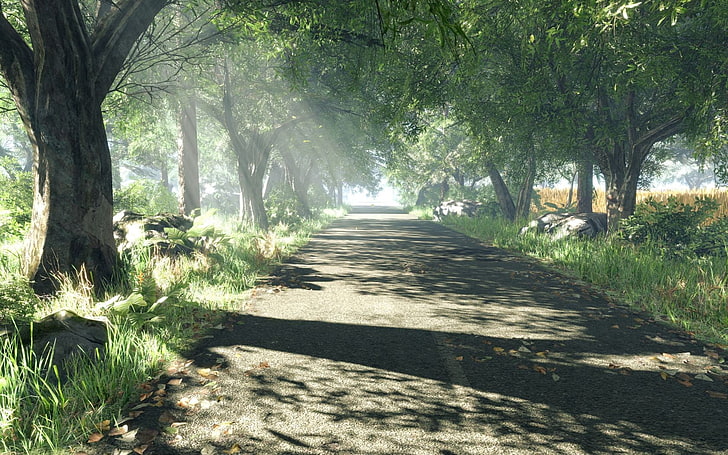 الأشجار المورقة الخضراء ، الطريق ، الأشجار ، الظل ، أشعة الشمس، خلفية HD