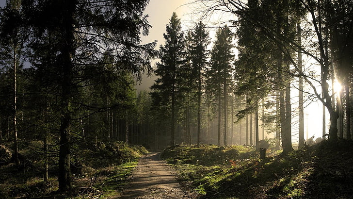 forest, woodland, pine forest, tree, path, pine tree, sunlight, morning, sky, HD wallpaper