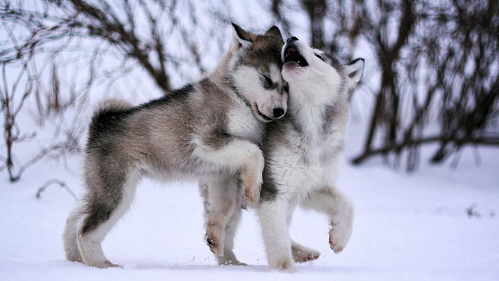 สุนัข, สุนัขเอสกิโม, malamute, สุนัขลากเลื่อน, ฮัสกี้, ทารก, น่ารัก, สัตว์, วอลล์เปเปอร์ HD