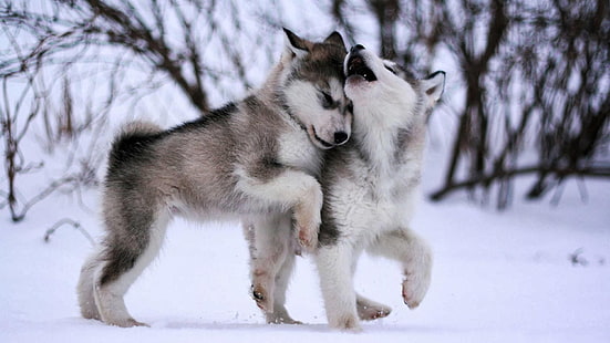 dog, eskimo dog, malamute, sled dog, husky, baby, cute, animals, HD wallpaper HD wallpaper