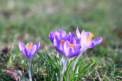 紫のクロッカスの花、クロッカス、クロッカス、写真、紫、花、ベルリンリヒテンベルク、Alt-Hohenschönhausen、ベルリンリヒテンベルク、クロクス、マクロ、マクロ、クローズアップ、Nahaufnahme、夢、ボケ、自由度、被写界深度、Blumeの写真をクローズアップ、花、花、花、自然、植物、フラワーパワー、春、Fruhling、キヤノンEOS 6D、Lensbaby、作曲家、プロII、エッジ、光学、新しい方法、気の利いた50、一眼レフ、ズーム、JOBY、春、鮮度、花びら、ピンク色、花の頭、自然の美しさ、葉、夏、緑の色、 HDデスクトップの壁紙 HD wallpaper