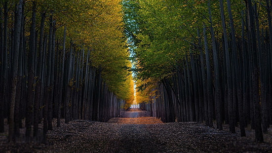 безкраен, път, алея, дървета, гора, HD тапет HD wallpaper