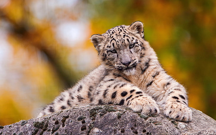 brown and black leopard, snow leopard, sit, predator, HD wallpaper