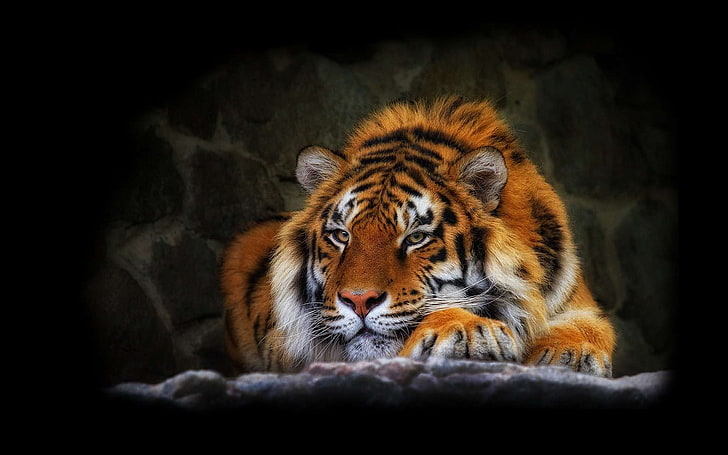 tygrys hd panoramiczny, Tapety HD