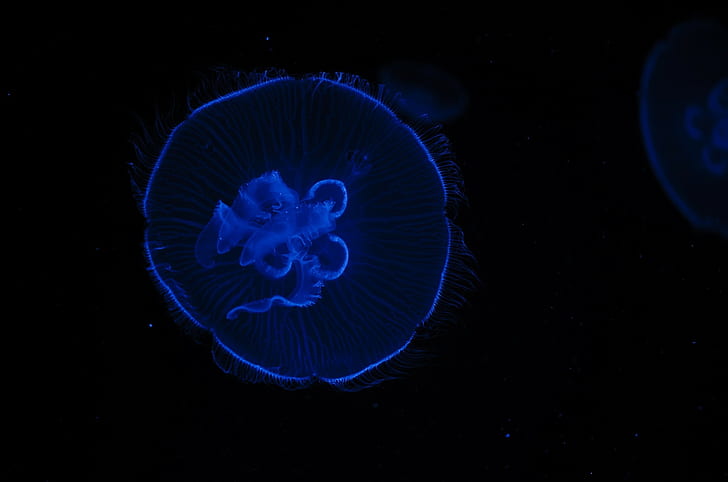 медузы, морская жизнь, животные, чёрный фон, HD обои