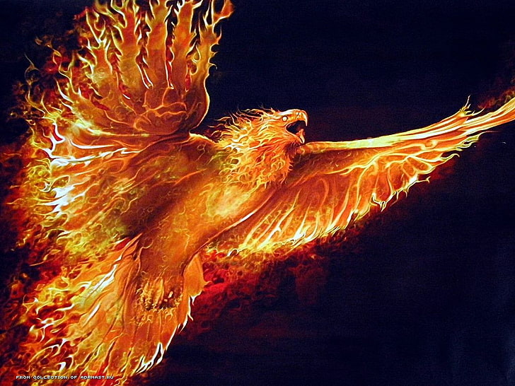 Феникс иллюстрация, огонь, феникс, птицы, HD обои