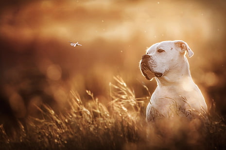 Cães, Boxer, Boxer (Cão), Cão, Focinho, Animal de Estimação, HD papel de parede HD wallpaper