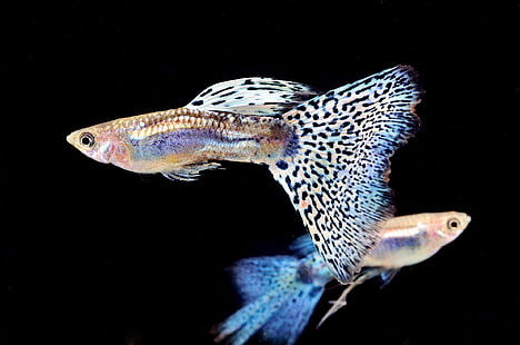 Fisch, Guppy, tropisch, HD-Hintergrundbild HD wallpaper