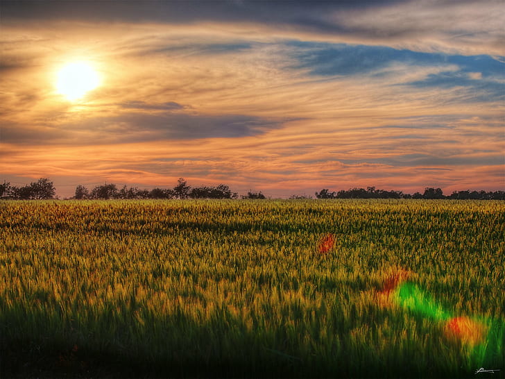 grass field painting, outland, grass, field, painting, grain, sunset, trees, horizon, nature, outdoors, landscape, shadows, low, quiet, introspection, remote, location, europe, dex, agriculture, rural Scene, farm, summer, yellow, meadow, sky, season, dusk, plant, growth, crop, land, backgrounds, scenics, non-Urban Scene, cloud - Sky, HD wallpaper