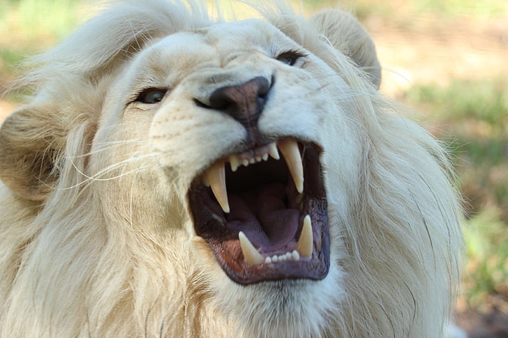 лев-альбинос, парк животных, большая кошка, клыки, лев, хищник, рев, сафари, южная африка, зубы, белый лев, дикие животные, дикие животные, зоопарк, HD обои