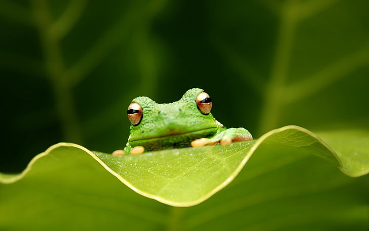 green frog, frog, leaf, eyes, sitting, grass, HD wallpaper