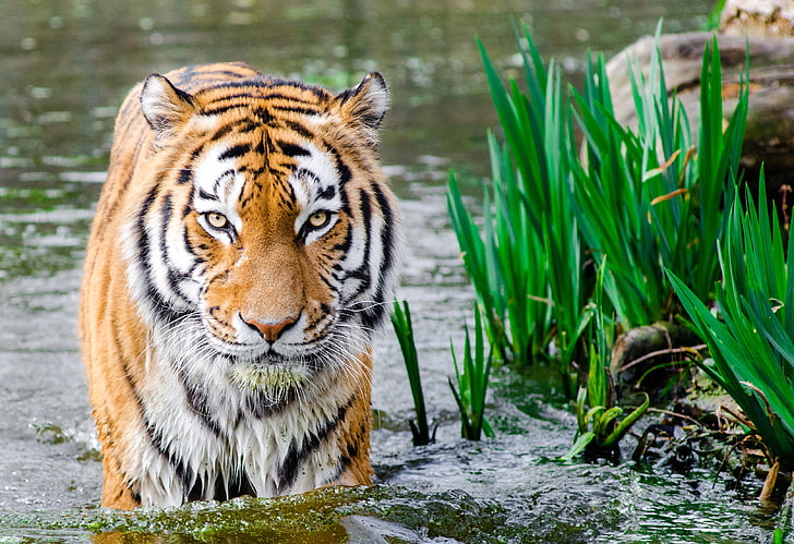tigre, animales, 4k, hd, depredador, Fondo de pantalla HD