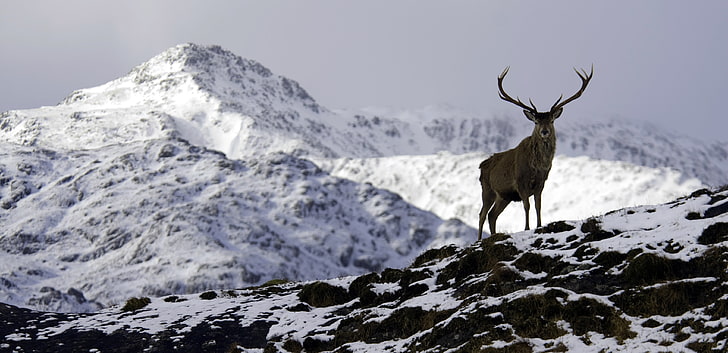 brown deer, nature, mountains, snow, deer, animals, HD wallpaper