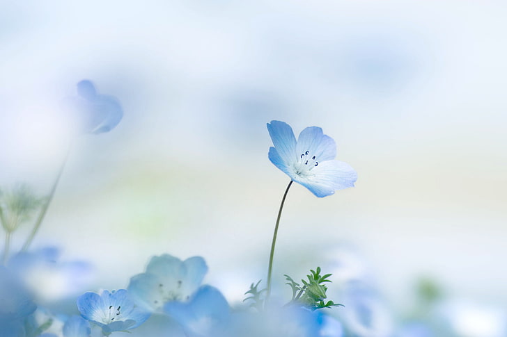 ดอกไม้ 5 กลีบสีน้ำเงินดอกไม้ฤดูร้อนพื้นหลังกลีบดอกเนโมฟีลา, วอลล์เปเปอร์ HD