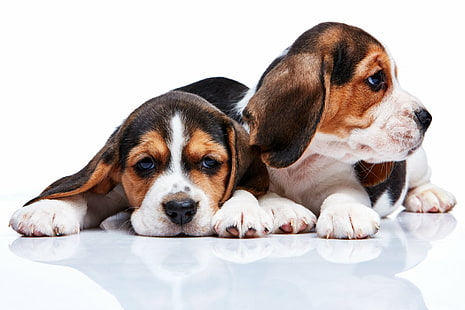 Perros, beagle, Fondo de pantalla HD HD wallpaper