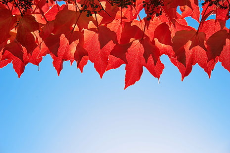 czerwony liść w jednej linii, jesienne liście, czerwony liść, roślina, makro, Austria, jesień, liść, natura, pora roku, drzewo, czerwony, tła, las, niebo, gałąź, żółty, Tapety HD HD wallpaper