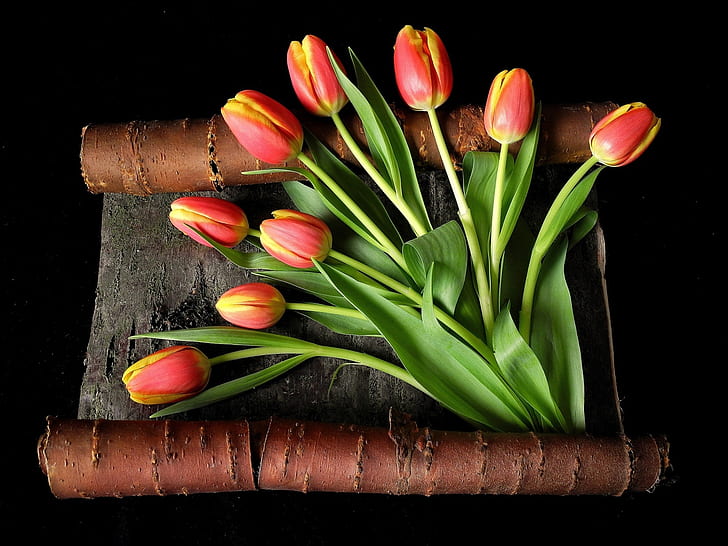 Petali gialli rossi, tulipani, corteccia, sfondo nero, rosso, giallo, petali, tulipani, corteccia, nero, sfondo, Sfondo HD