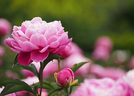 fiore di peonia rosa, foglie, rosa, bocciolo, peonia, Sfondo HD HD wallpaper