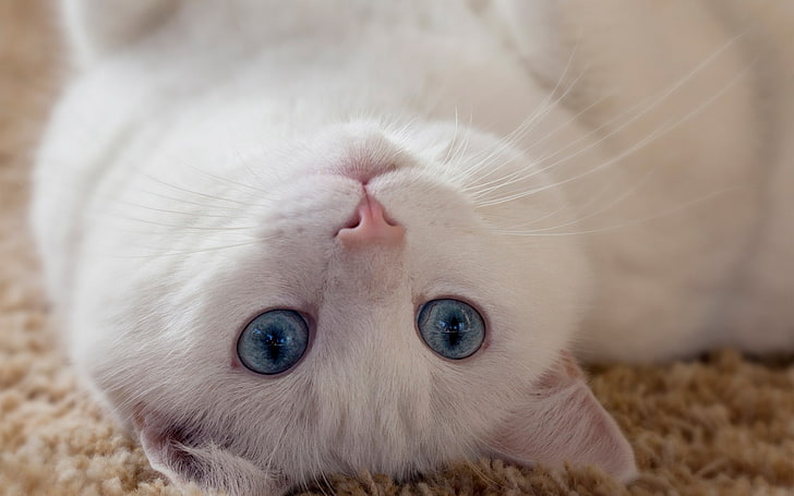 котка, с главата надолу, килими, сини очи, животни, HD тапет