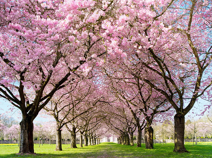 Park Pathway Spring, pink leafed trees, Seasons, Spring, Beautiful, Landscape, Open, Flowers, Park, Alley, Warm, Romantic, Aligned, pathway, PinkFlowers, HD wallpaper