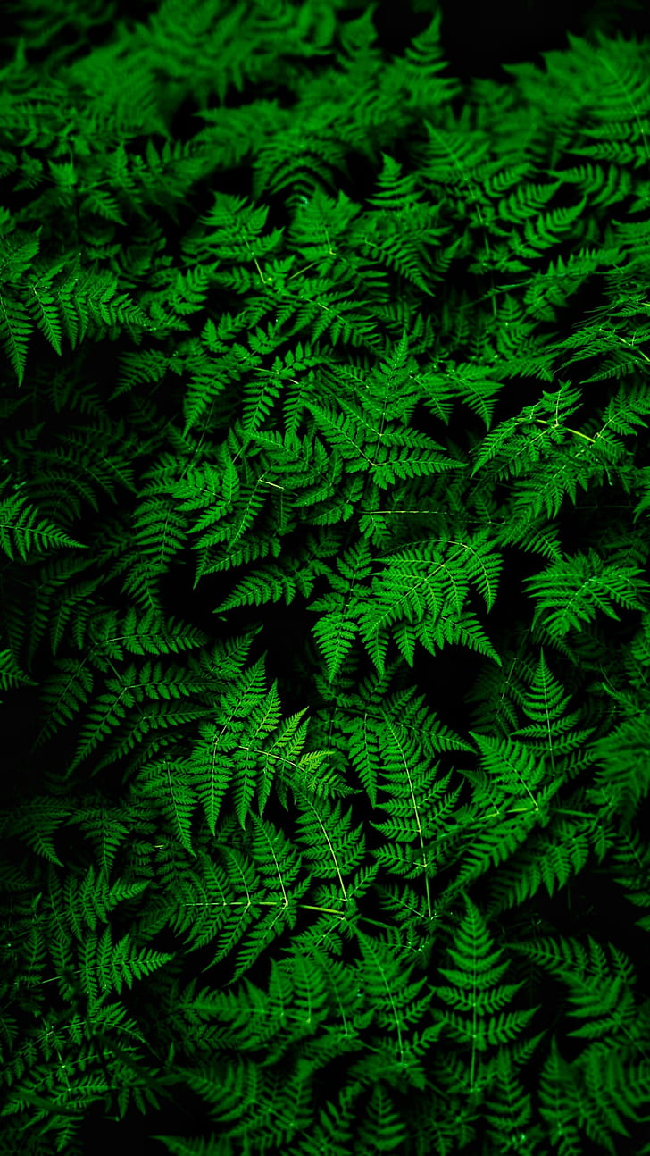 felce, foglie, verde, pianta, spesso, Sfondo HD, sfondo telefono