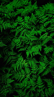 папрат, листа, зелен, растение, дебел, HD тапет HD wallpaper