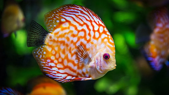 السمك ، القرص ، الحيوان ، اللون، خلفية HD HD wallpaper