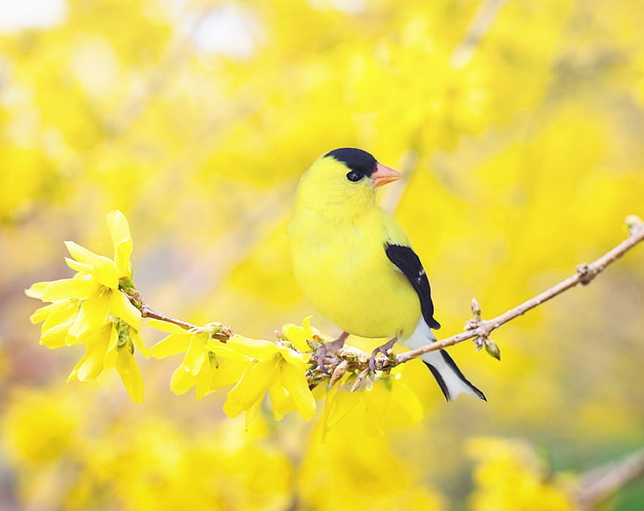 黒と黄色の鳥、レンギョウの花、春、季節、春、黄色、鳥、花、支店、咲く、花、調和、春、低木、レンギョウ、小鳥、 HDデスクトップの壁紙
