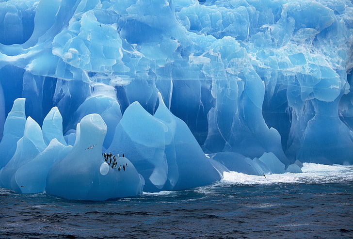 błękitne góry lodowe, lód, morze, pingwiny, lodowiec, Tapety HD