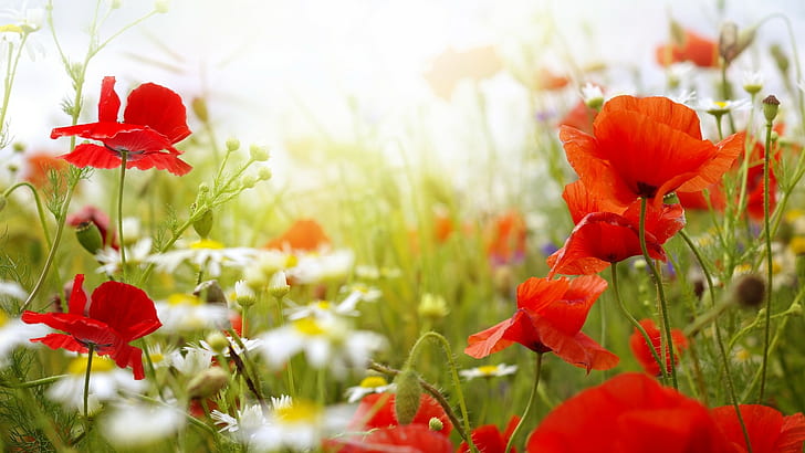 الزهور ، الخشخاش ، الزهور الحمراء ، عمق الحقل ، الطبيعة، خلفية HD