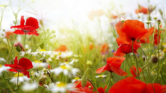 flores, papoilas, flores vermelhas, profundidade de campo, natureza, HD papel de parede HD wallpaper
