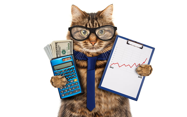 котка, държаща клипборд и калкулатор, котка, пари, хумор, очила, вратовръзка, бял фон, долари, график, долара, калкулатор, счетоводител, HD тапет