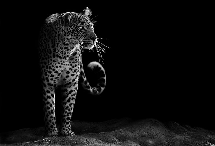 Chats, léopard, noir et blanc, chat sauvage, Fond d'écran HD