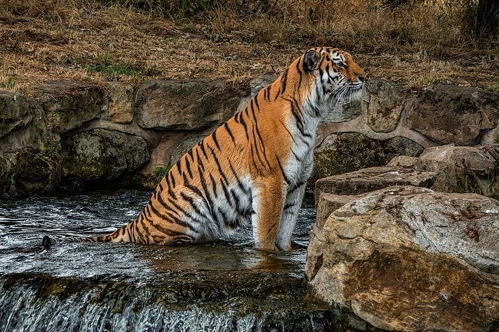 duże koty, zwierzęta, tygrys, Tapety HD