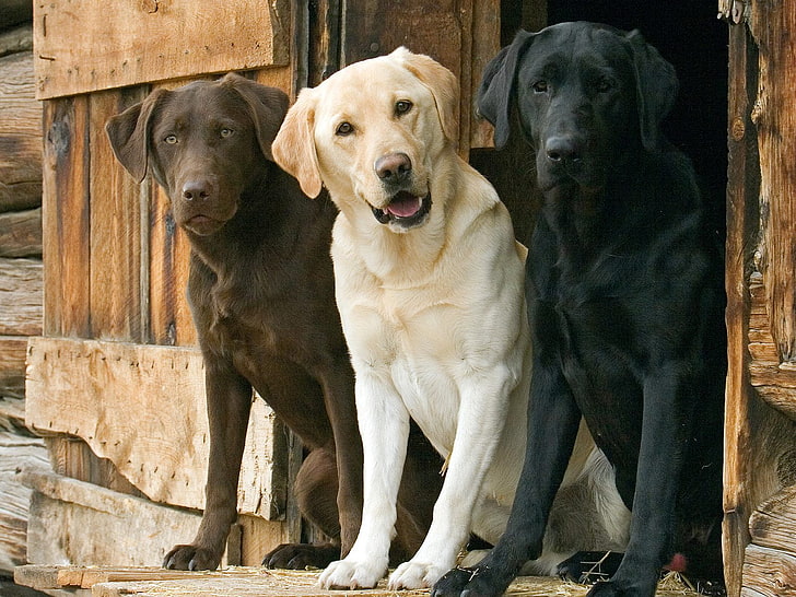 adult brown, yellow, and black Labrador retrievers, dogs, trio, Labrador, HD wallpaper