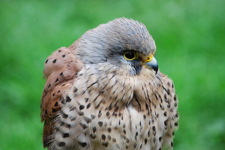 brown falcon, kestrel, hawk, bird, beak, predator, HD wallpaper