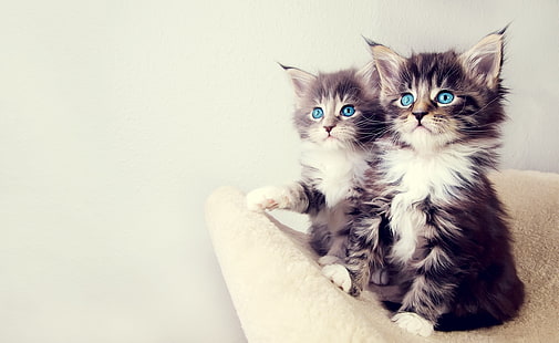 Cute Kittens HD Wallpaper, white and black kittens, Animals, Pets, Kittens, Cute, HD wallpaper HD wallpaper