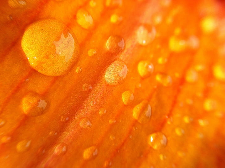 water droplets in macro photography, orange flower, orange flower, Drops, Bright, Orange Flower  water, water droplets, macro photography, england, yellow, iPhone, Photo Stream, uk mainland, kent, iphoneography, close, process  plant, orange, summer, iPhone 4, contrast, flower, high, drop, water, petal, bokeh, cross, darkness, detail, dynamic, edit, focus, grass, greenery, macro, land, look, light, lens, long, nature, night, pollen, reflection, range, sun, sunset, up, uk, tones, young, apricot, close-up, plant, freshness, dew, HD wallpaper