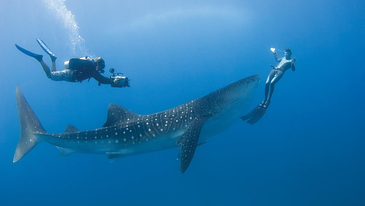 ikan, laut, hiu paus, penyelam, menyelam, samudera hindia, air, samudera, bawah air, Wallpaper HD