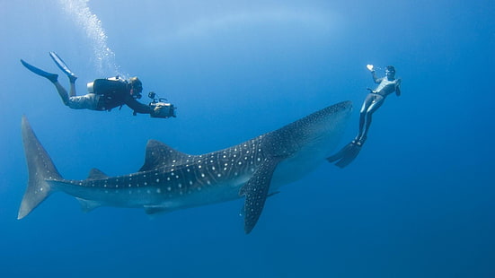 fish, marine, whale shark, diver, diving, indian ocean, water, ocean, underwater, HD wallpaper HD wallpaper