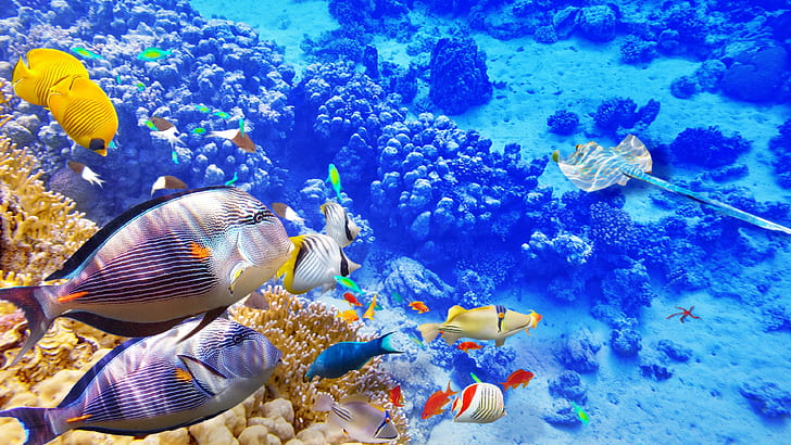Blue sea underwater world, coral, tropical fishes, Blue, Sea, Underwater, World, Coral, Tropical, Fishes, HD wallpaper