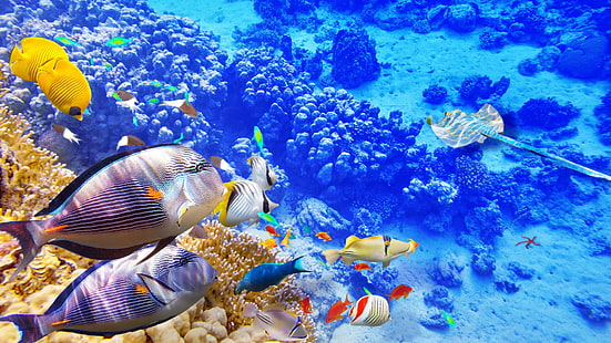 Blue sea underwater world, coral, tropical fishes, Blue, Sea, Underwater, World, Coral, Tropical, Fishes, HD wallpaper HD wallpaper